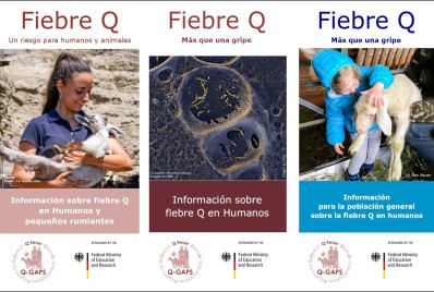 Q-Fieber Flyer spanisch Q-Fieber Flyer spanisch